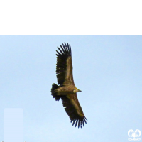 گونه کرکس Eurasian Griffon Vulture